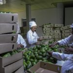 Govt Seeks New Markets Amid Middle East Disruptions Govt Seeks New Markets Amid Middle East Disruptions