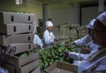 Govt Seeks New Markets Amid Middle East Disruptions Govt Seeks New Markets Amid Middle East Disruptions