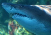 Aquarium releases ‘Blue’ into the big blue after 8 years Aquarium releases 'Blue' into the big blue after 8 years