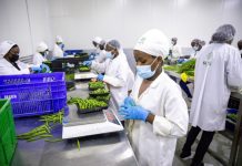 Farming leads Rwanda’s modest job growth in Q1 Farming leads Rwanda's modest job growth in Q1