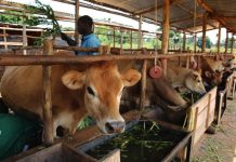 New plants, drones to power cattle breeding expansion New plants, drones to power cattle breeding expansion