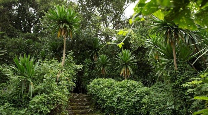 Musanze Unveils Rwf100bn Tourism Development Plan Musanze Unveils Rwf100bn Tourism Development Plan