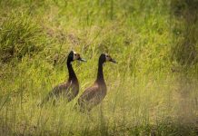 Biodiversity Nearly Doubles in Nyandungu Eco-Park Biodiversity Nearly Doubles in Nyandungu Eco-Park