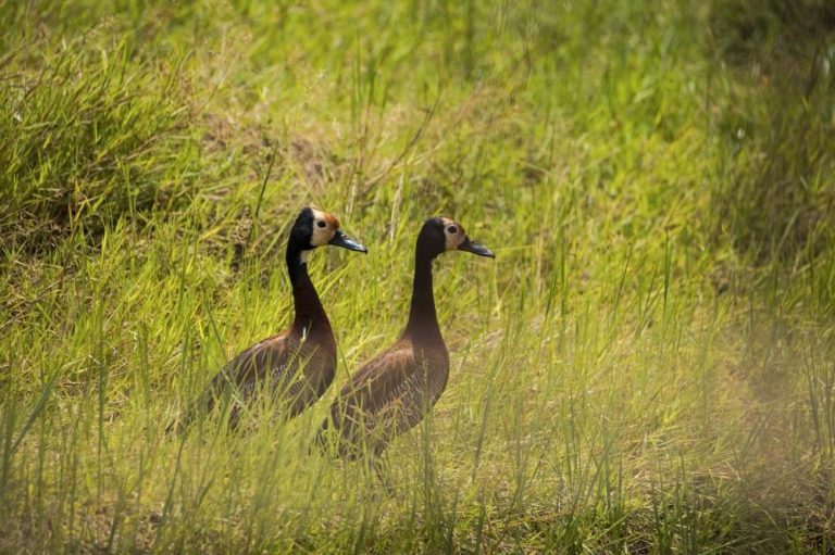 Biodiversity Nearly Doubles in Nyandungu Eco-Park - Rwanda