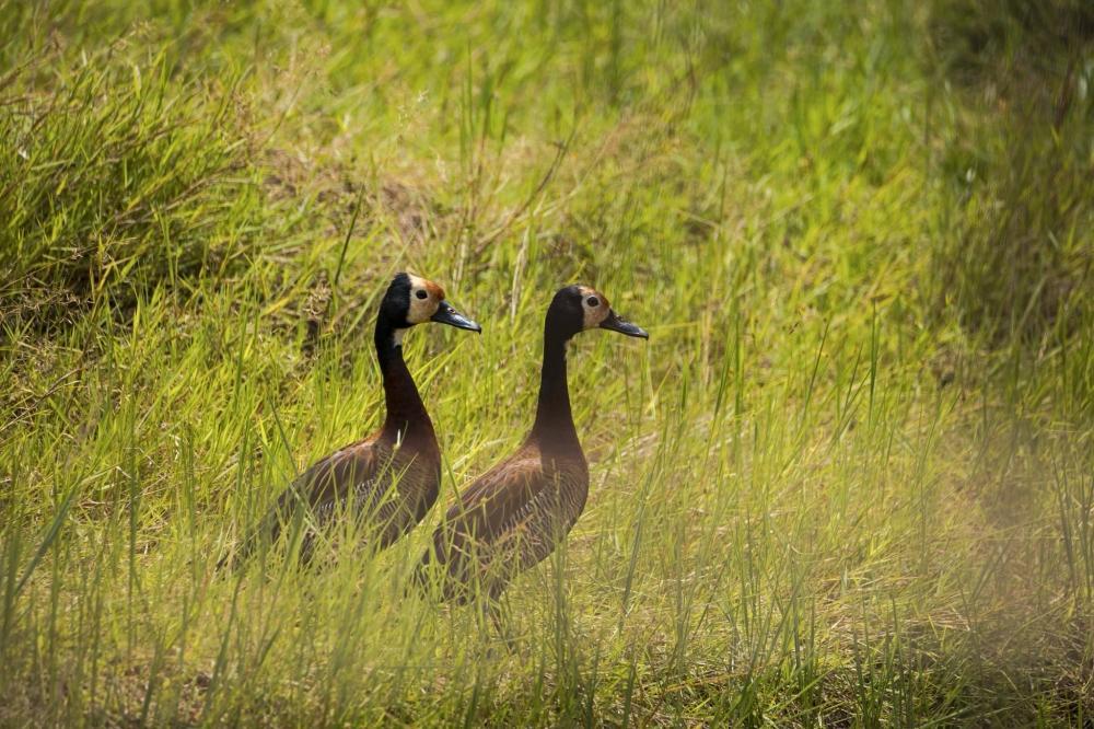 Biodiversity Nearly Doubles in Nyandungu Eco-Park Biodiversity Nearly Doubles in Nyandungu Eco-Park