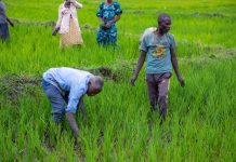 Rwanda’s Wetland Overhaul Boosts Food Security Rwanda's Wetland Overhaul Boosts Food Security