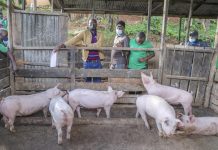 Ban On Pig Trading Due To African Swine Fever Outbreak Ban On Pig Trading Due To African Swine Fever Outbreak