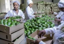 China Emerges as Key Alternative for Rwanda’s Exports China Emerges as Key Alternative for Rwanda's Exports