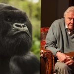 Documentary on Rwanda Gorilla Conservation Premieres on Netflix Documentary on Rwanda Gorilla Conservation Premieres on Netflix