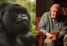 Documentary on Rwanda Gorilla Conservation Premieres on Netflix Documentary on Rwanda Gorilla Conservation Premieres on Netflix