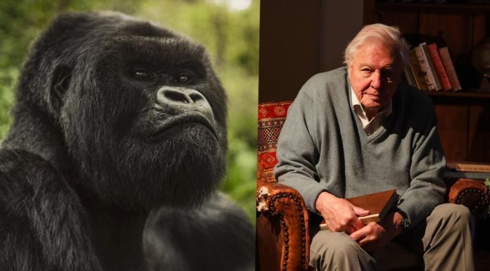 Documentary on Rwanda Gorilla Conservation Premieres on Netflix Documentary on Rwanda Gorilla Conservation Premieres on Netflix