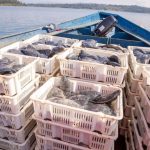 Private Investment Fuels Tilapia Boom in Rwanda Private Investment Fuels Tilapia Boom in Rwanda