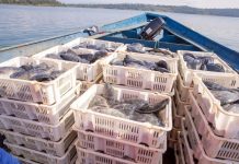 Private Investment Fuels Tilapia Boom in Rwanda Private Investment Fuels Tilapia Boom in Rwanda