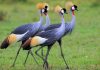 Rwanda’s Success in Saving Grey Crowned Cranes Rwanda's Success in Saving Grey Crowned Cranes
