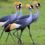 Rwanda’s Success in Saving Grey Crowned Cranes Rwanda's Success in Saving Grey Crowned Cranes