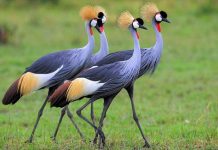 Rwanda’s Success in Saving Grey Crowned Cranes Rwanda's Success in Saving Grey Crowned Cranes