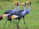 Rwanda’s Success in Saving Grey Crowned Cranes Rwanda's Success in Saving Grey Crowned Cranes
