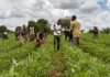 Rwanda Seeks over $14 Billion to Modernize Agriculture Rwanda Seeks over $14 Billion to Modernize Agriculture