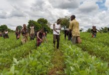 Rwanda Seeks over $14 Billion to Modernize Agriculture Rwanda Seeks over $14 Billion to Modernize Agriculture