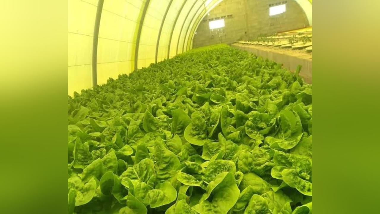 مشروع واعد للزراعة المائية و الاستزراع السمكي بمخيمات اللاجئين الصحراويين مشروع واعد للزراعة المائية و الاستزراع السمكي بمخيمات اللاجئين الصحراويين