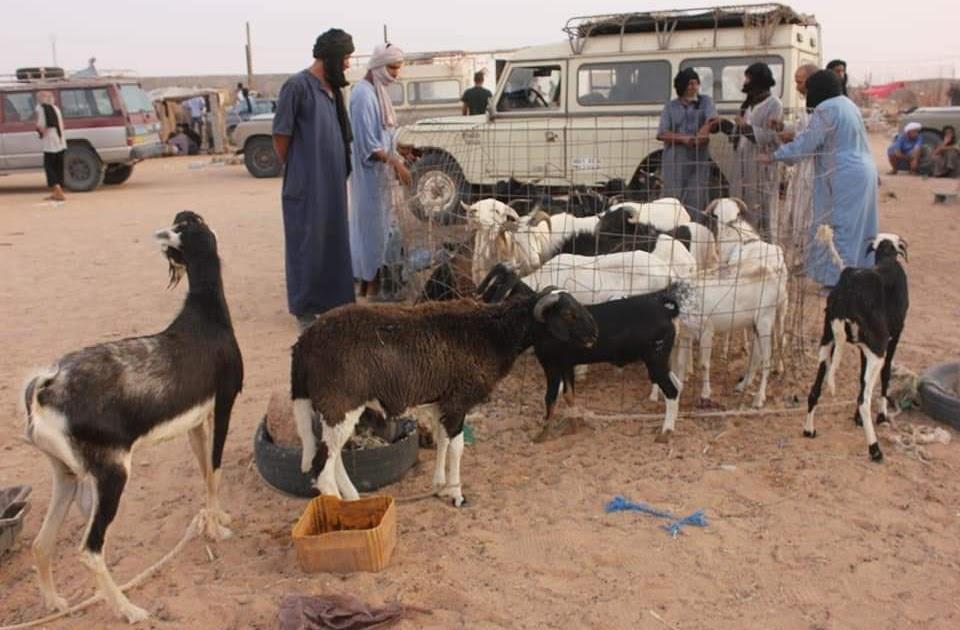 تغطية خاصة لأجواء استقبال عيد الاضحى المبارك بمخيمات العزة والكرامة تغطية خاصة لأجواء استقبال عيد الاضحى المبارك بمخيمات العزة والكرامة