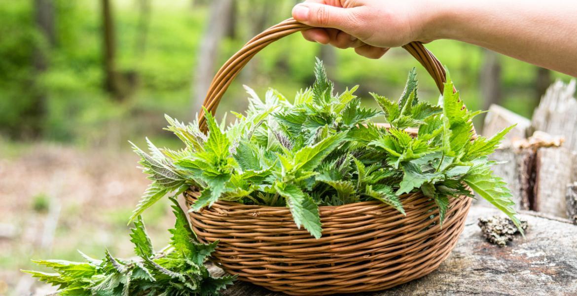 نبتة برية تقي من السرطان نبتة برية تقي من السرطان