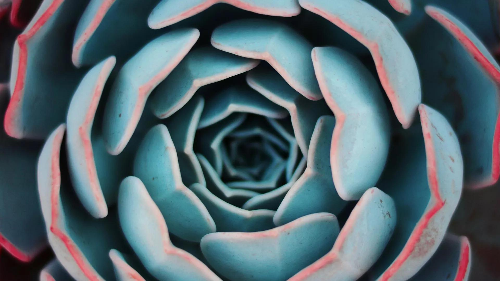 النباتات النباتات