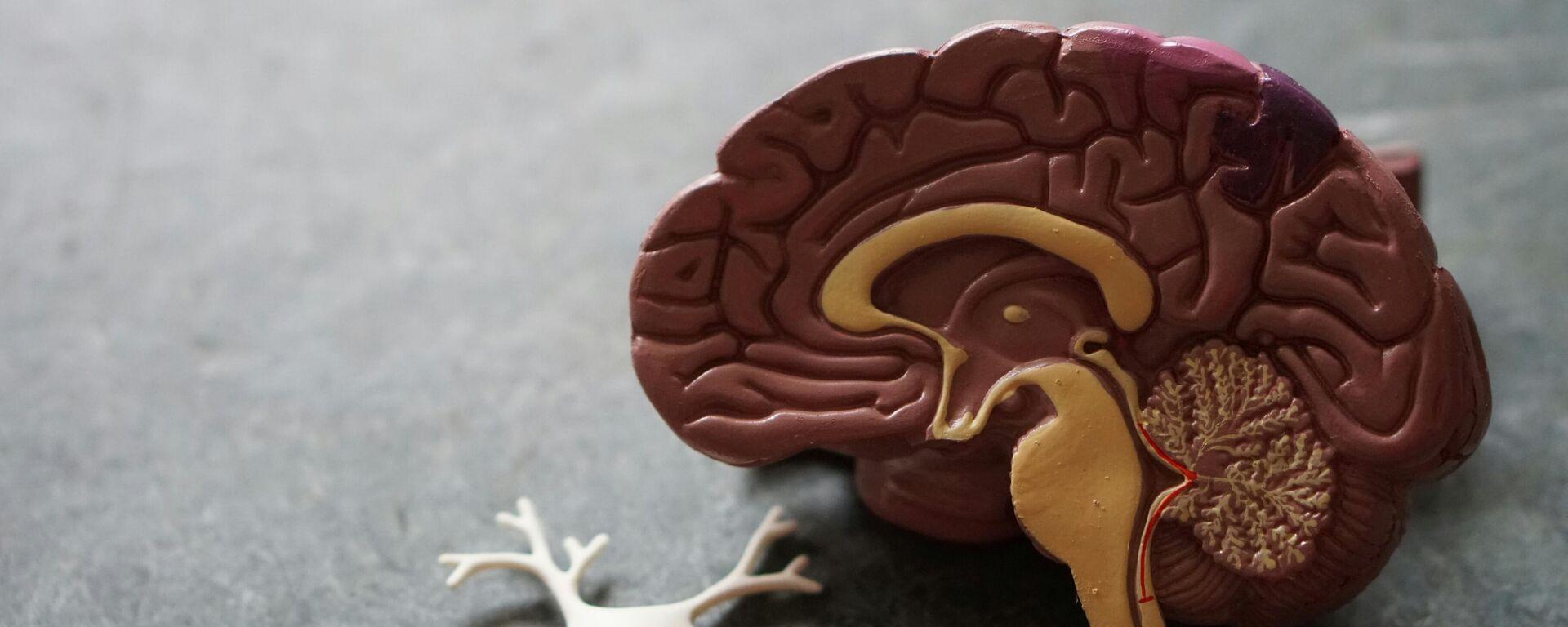 اكتشاف روسي لعلاج يبطئ شيخوخة الخلايا اكتشاف روسي لعلاج يبطئ شيخوخة الخلايا