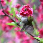 تغريد الطيور: علاج طبيعي لتحسين النفس ومكافحة الاكتئاب تغريد الطيور: علاج طبيعي لتحسين النفس ومكافحة الاكتئاب