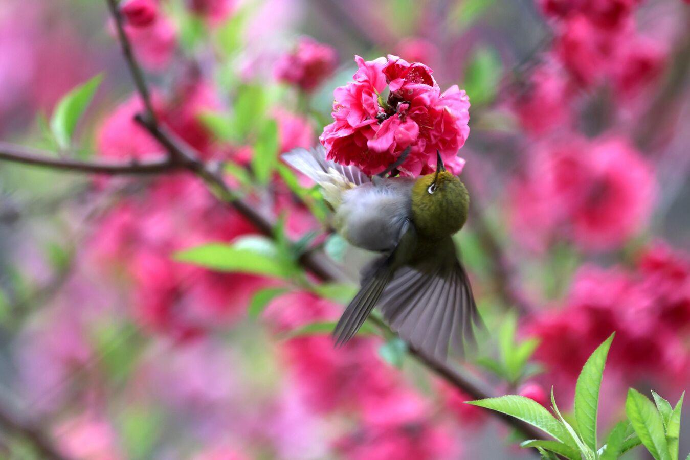 تغريد الطيور: علاج طبيعي لتحسين النفس ومكافحة الاكتئاب تغريد الطيور: علاج طبيعي لتحسين النفس ومكافحة الاكتئاب