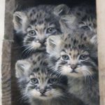 “دراسة: القطط تصدر مواء أكثر عند تحية الرجل” "دراسة: القطط تصدر مواء أكثر عند تحية الرجل"