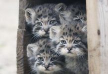 “دراسة: القطط تصدر مواء أكثر عند تحية الرجل” "دراسة: القطط تصدر مواء أكثر عند تحية الرجل"