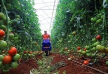 حملة توعية حول المنتجات الفلاحية من المناطق المحتلة حملة توعية حول المنتجات الفلاحية من المناطق المحتلة