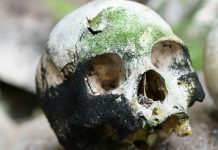 “اكتشاف أحافير بشرية عمرها 773 ألف عام في دولة عربية” "اكتشاف أحافير بشرية عمرها 773 ألف عام في دولة عربية"