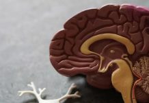 دراسة تربط الشاي والقهوة بانخفاض خطر الخرف دراسة تربط الشاي والقهوة بانخفاض خطر الخرف