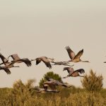 مراقبة الطيور قد تحمي الدماغ من الشيخوخة مراقبة الطيور قد تحمي الدماغ من الشيخوخة