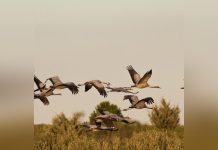 مراقبة الطيور قد تحمي الدماغ من الشيخوخة مراقبة الطيور قد تحمي الدماغ من الشيخوخة