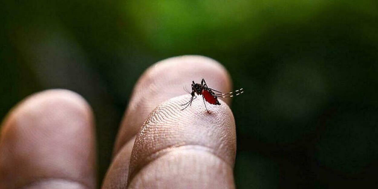 Inquiétudes après la découverte de moustiques super-résistants aux insecticides Inquiétudes après la découverte de moustiques super-résistants aux insecticides