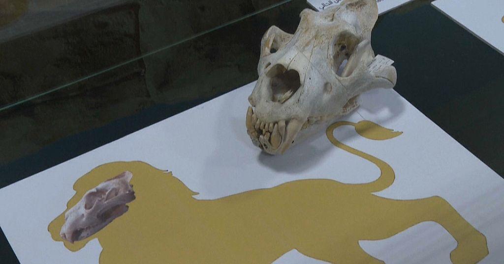 Maroc : des ossements de lions de l’Atlas exposés au Zoo de Rabat Maroc : des ossements de lions de l’Atlas exposés au Zoo de Rabat