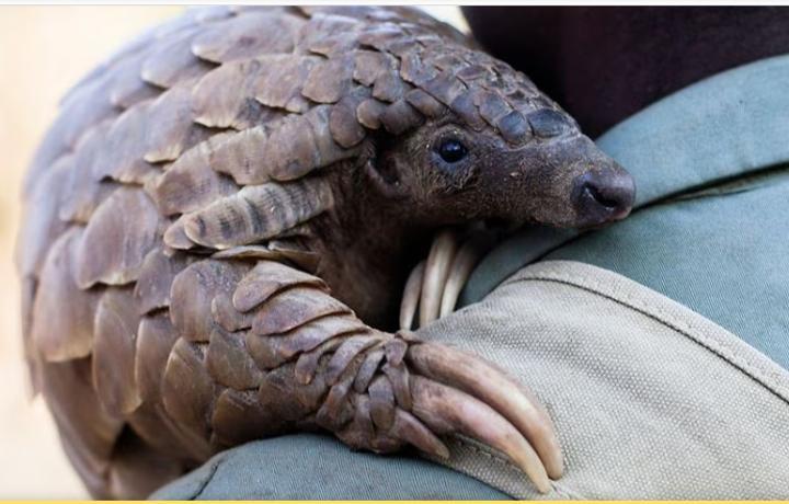 Les pangolins menacés par le trafic et le braconnage en Afrique Les pangolins menacés par le trafic et le braconnage en Afrique