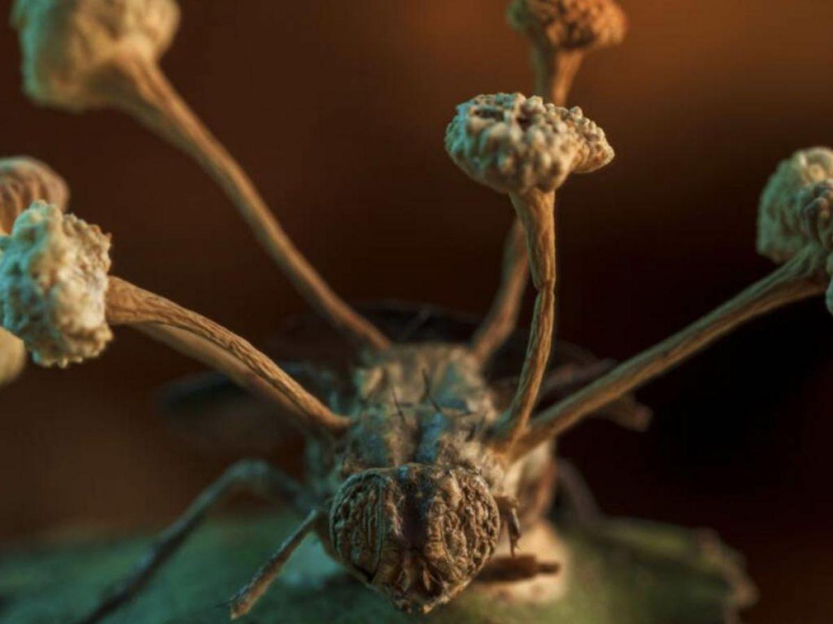 Qu’est-ce que le cordyceps, le champignon créateur de zombies de « The Last Of Us » ? Qu’est-ce que le cordyceps, le champignon créateur de zombies de « The Last Of Us » ?