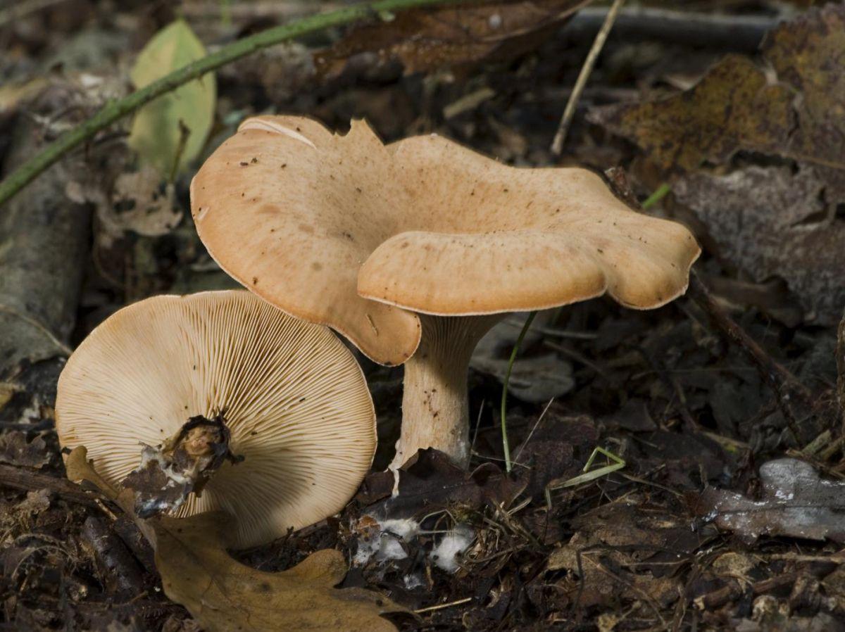 Un champignon prometteur pour traiter la mucoviscidose Un champignon prometteur pour traiter la mucoviscidose