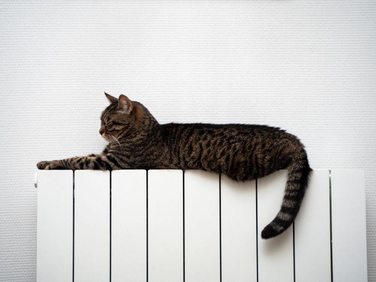 « Malgré notre fascination pour les chats, nous avons encore beaucoup à apprendre sur eux » « Malgré notre fascination pour les chats, nous avons encore beaucoup à apprendre sur eux »