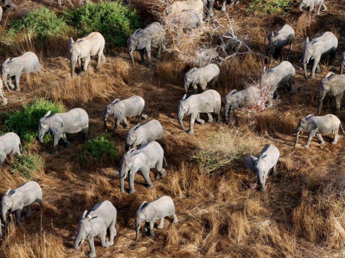 Braconnage : cinq éléphants ont été abattus au Tchad Braconnage : cinq éléphants ont été abattus au Tchad