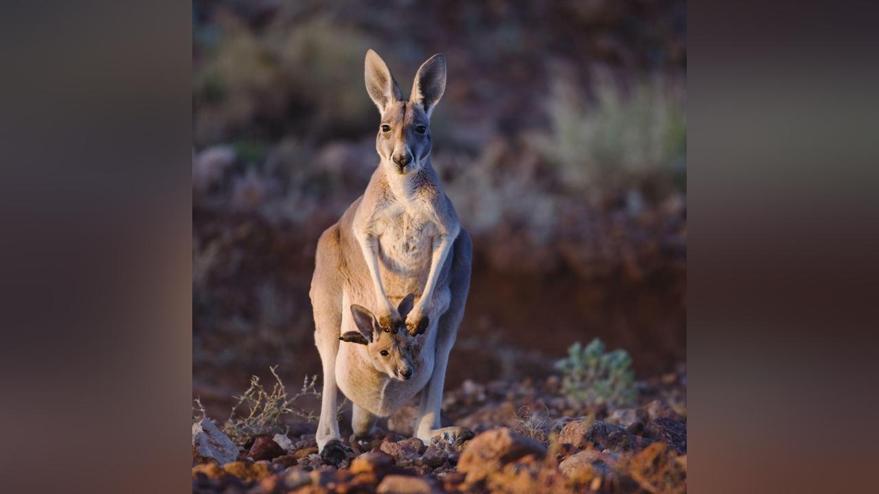 À quoi sert la poche du kangourou ? À quoi sert la poche du kangourou ?