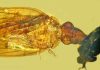 Les fins détails anatomiques d’une nouvelle espèce d’insecte préservée dans l’ambre Les fins détails anatomiques d’une nouvelle espèce d’insecte préservée dans l’ambre