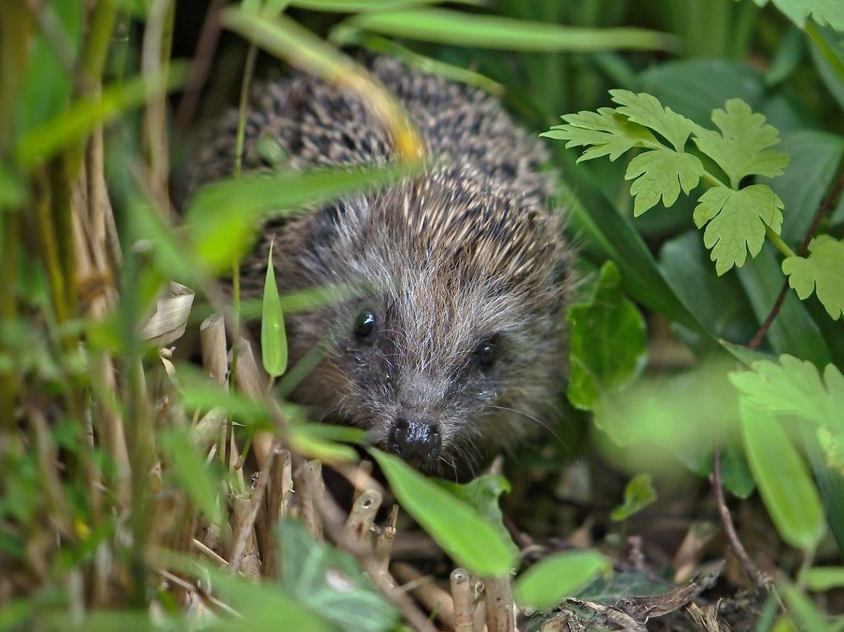 Dans les stations de mesure de la qualité de l’air, les traces ADN d’une biodiversité discrète Dans les stations de mesure de la qualité de l’air, les traces ADN d’une biodiversité discrète