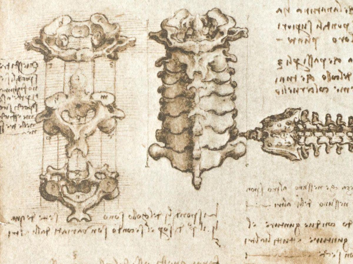 Léonard de Vinci, puits de savoir sur l’anatomie humaine Léonard de Vinci, puits de savoir sur l’anatomie humaine
