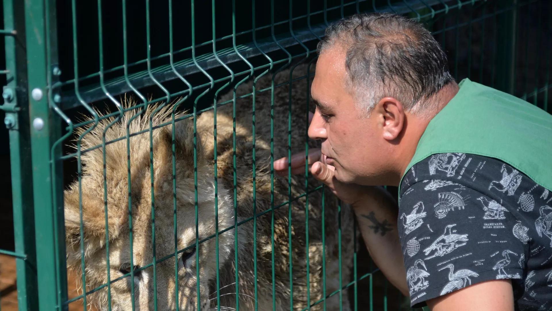 Après un calvaire et un sauvetage heureux en Russie, ce lion trouve le bonheur en Afrique – vidéo Après un calvaire et un sauvetage heureux en Russie, ce lion trouve le bonheur en Afrique – vidéo