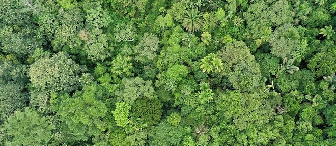 Les forêts tropicales menacées par des températures incompatibles avec la photosynthèse Les forêts tropicales menacées par des températures incompatibles avec la photosynthèse